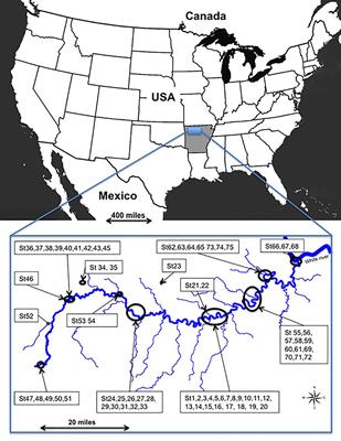 Ecology and Genetics of Natural Populations of North American Vitis Species Used as Rootstocks in European Grapevine Breeding Programs